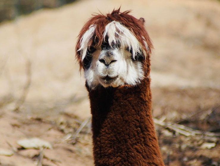 Foto close-up van een alpaca