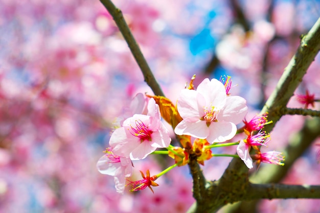 close-up van een amandelbloem op een boomtak