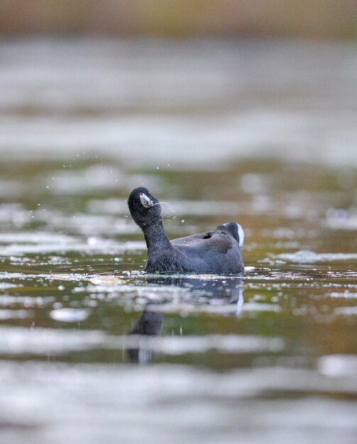 Close-up van een Amerikaanse coot die in een meer zwemt
