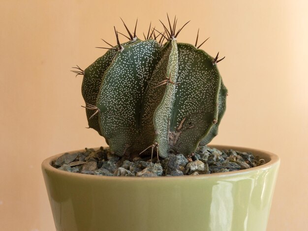 Close-up van een Astrophytum-ornatumcactus geïsoleerd