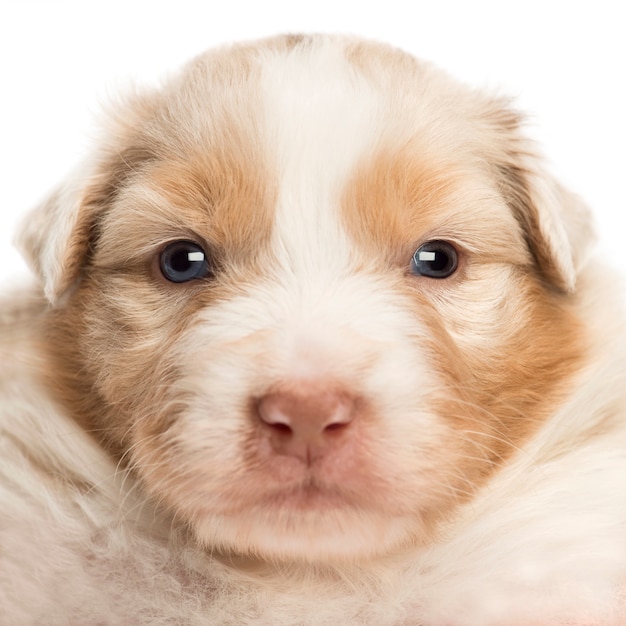 Close-up van een Australian Shepherd-puppy, portret tegen witte achtergrond