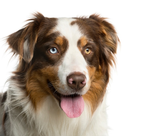 Close-up van een Australische herder voor een witte muur