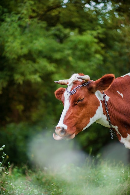 Close-up van een Ayrshire-melkkoe die graast in de wei van een groot melkveebedrijf Biologische veeteelt