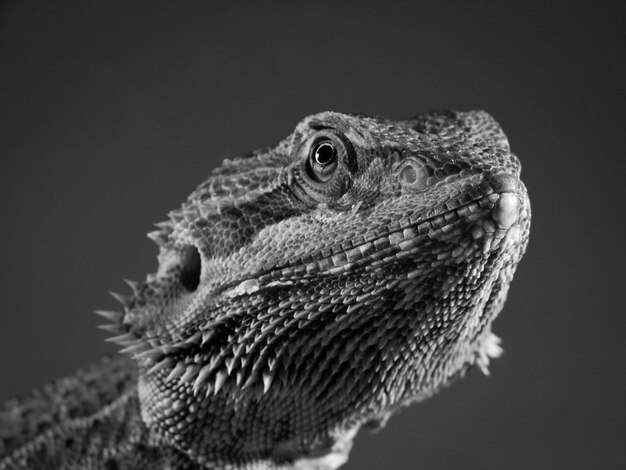 Foto close-up van een baarde draak