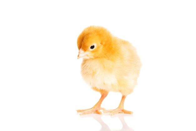 Close-up van een baby kip tegen een witte achtergrond