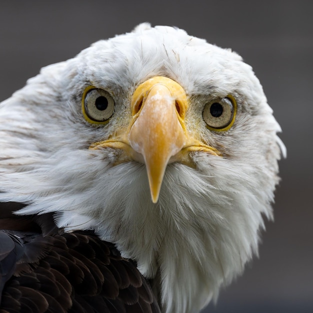 Close-up van een Bald Eagle-vogel