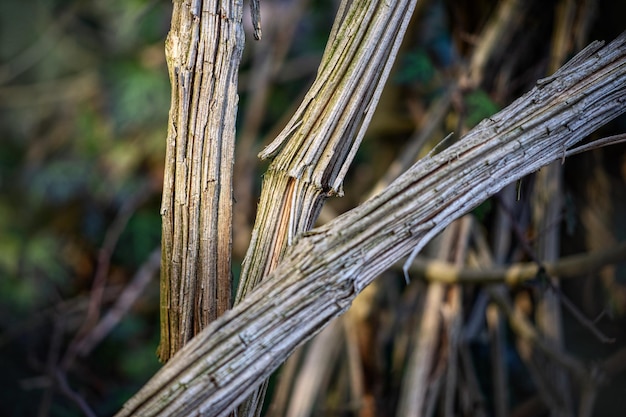 Foto close-up van een bamboeplant op het veld in het bos