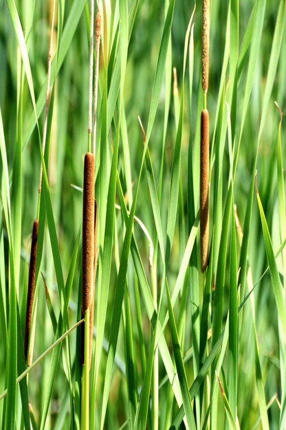 Foto close-up van een bamboeplant