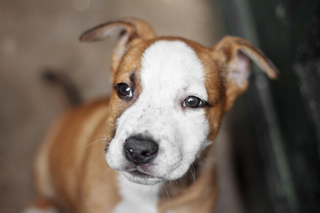 close-up van een bastaardpuppy van een blonde hond met een witte vlek op zijn gezicht.