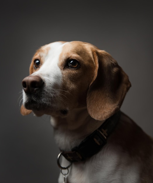 Close-up van een beagle tegen een zwarte achtergrond
