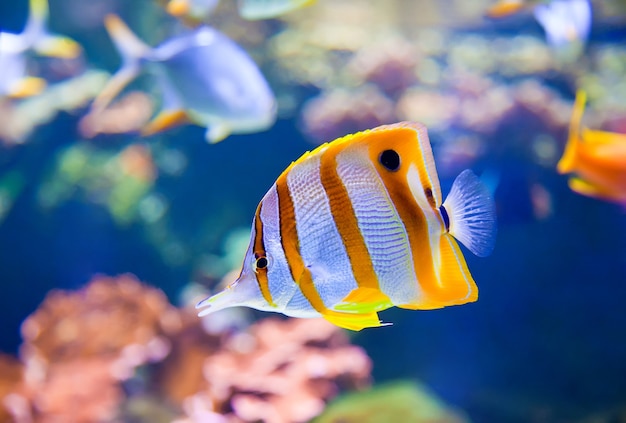 Close-up van een beaked coralfish in een aquarium