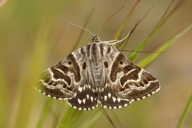 Foto close-up van een beauttiful mother shipton-mot, callistege mi,