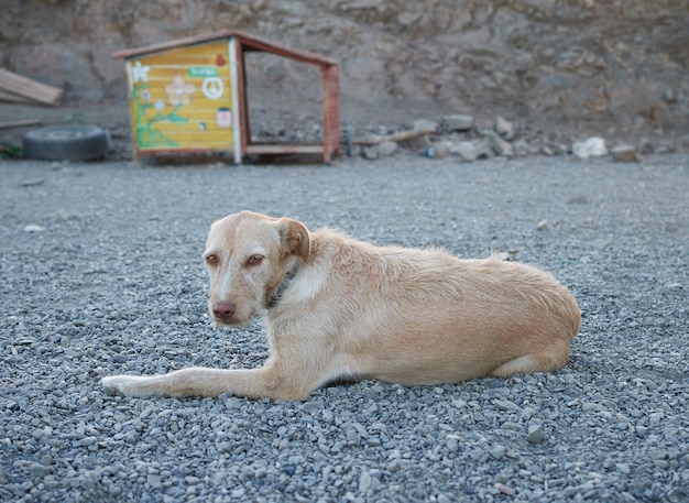 Close-up van een beige hond die op de grond ligt en in het zonlicht rust