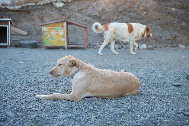 Close-up van een beige hond die op de grond ligt en in het zonlicht rust