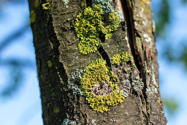 Close-up van een bemoste boomstam in het bos