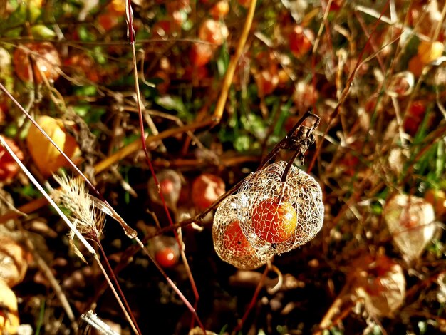 Foto close-up van een bessenbloem