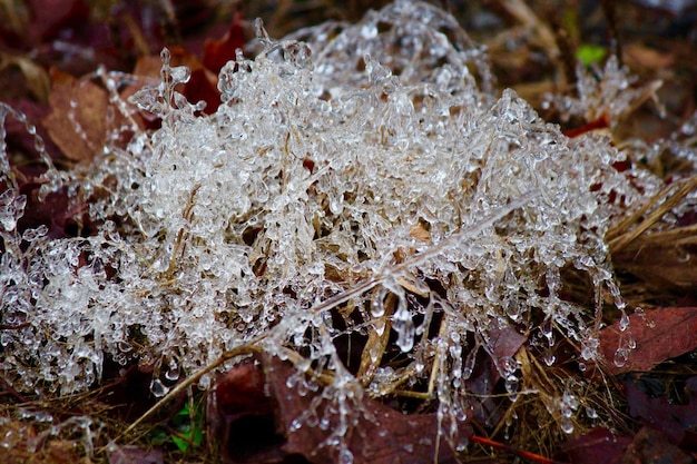 Foto close-up van een bevroren blad