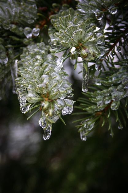 Foto close-up van een bevroren bloemboom