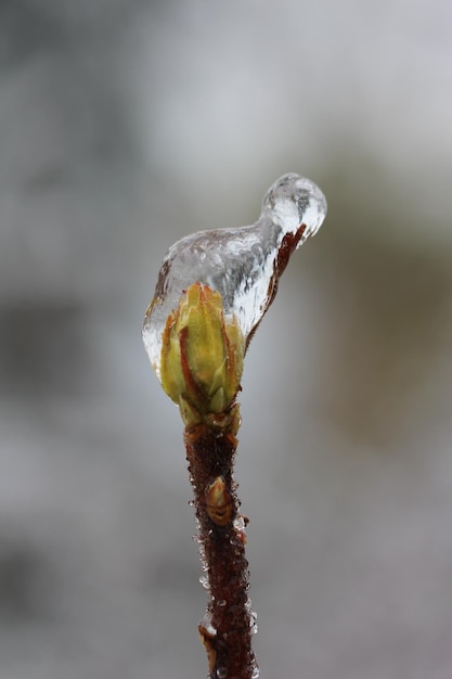 Foto close-up van een bevroren bloemknop