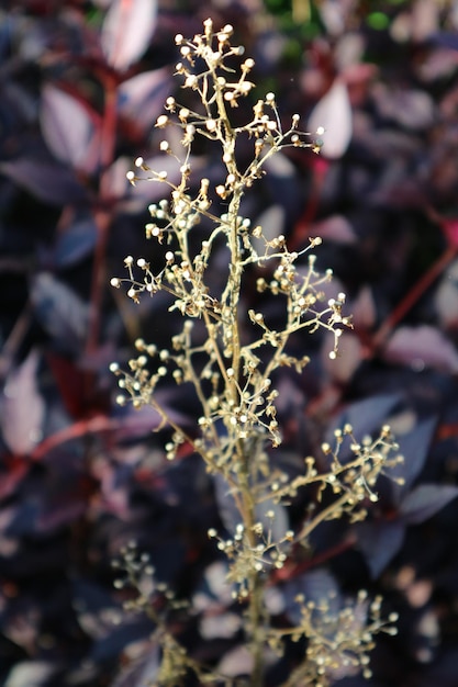 Foto close-up van een bevroren boom in de winter