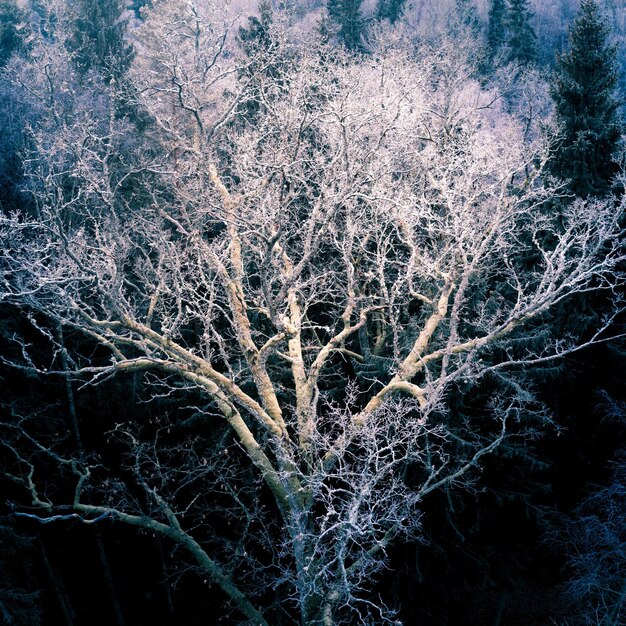 Foto close-up van een bevroren boom's nachts