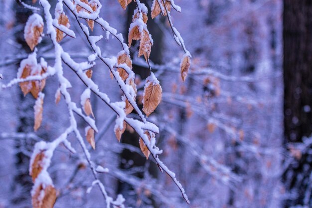 Foto close-up van een bevroren boom tijdens de winter