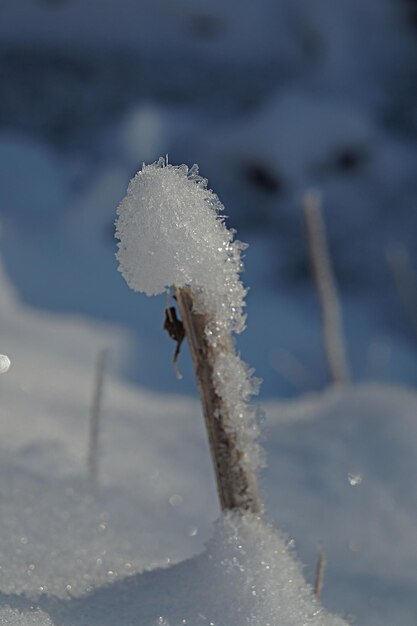 Foto close-up van een bevroren plant op het land