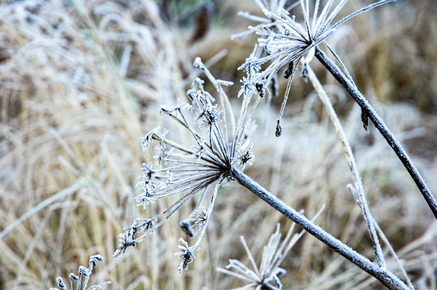 Close-up van een bevroren plant op het land