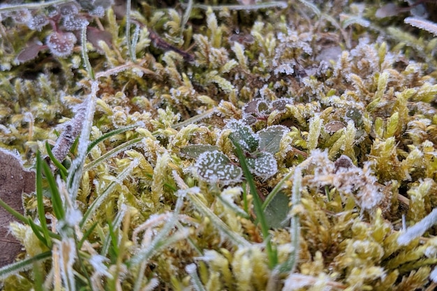 Foto close-up van een bevroren plant op het veld