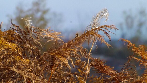 Foto close-up van een bevroren plant tegen de lucht