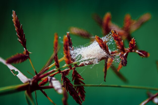 Close-up van een bevroren plant tijdens de winter