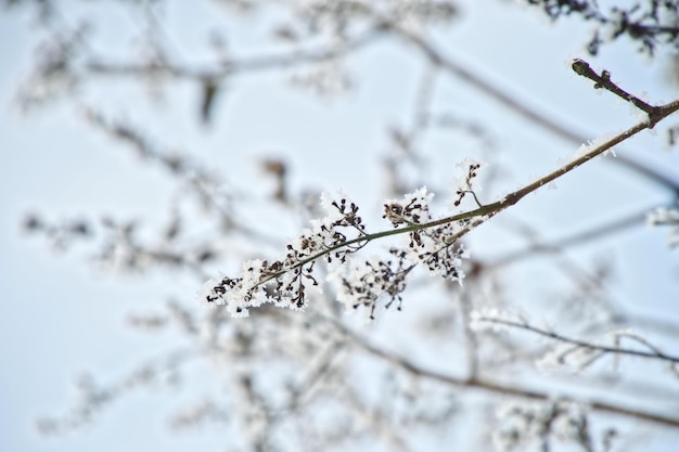 Foto close-up van een bevroren plant