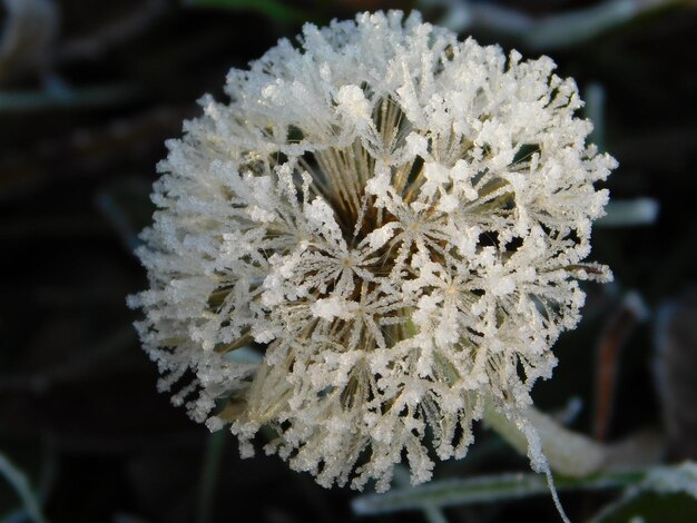 Foto close-up van een bevroren plant