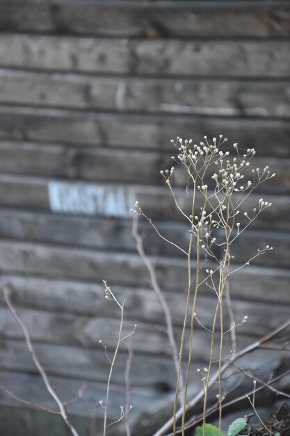 Foto close-up van een bevroren plant