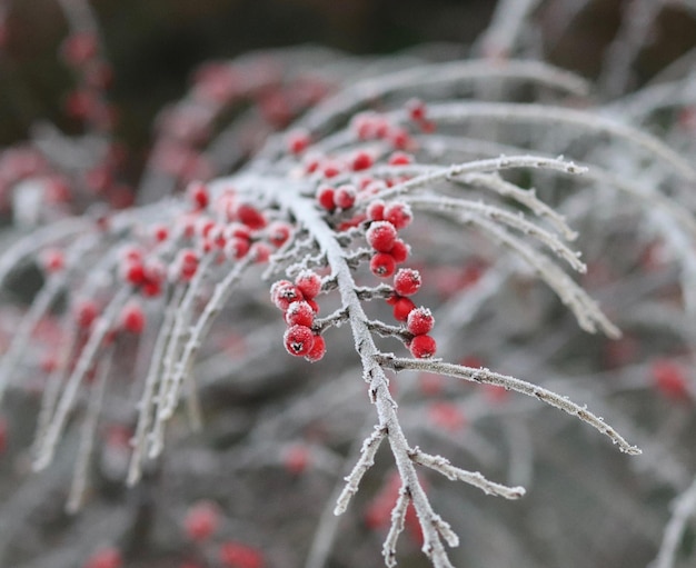 Foto close-up van een bevroren plant