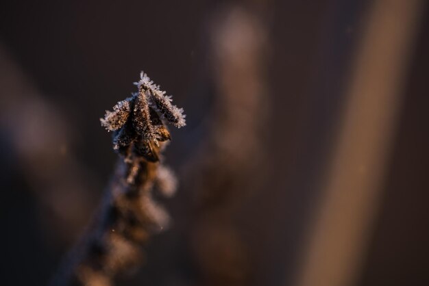 Close-up van een bevroren plant