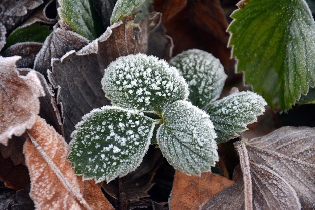 Foto close-up van een bevroren succulente plant