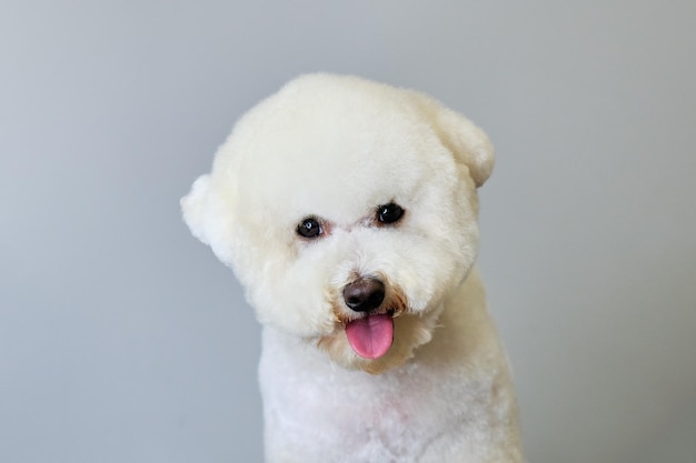 Close-up van een Bichon Frise in een studioportret Hond na verzorging