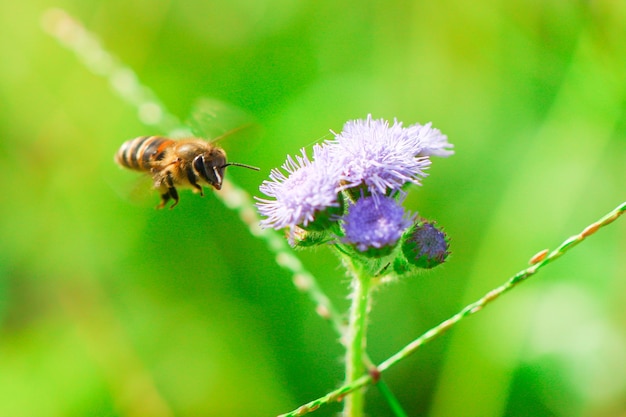 Foto close-up van een bij bij distels die buiten bloeien