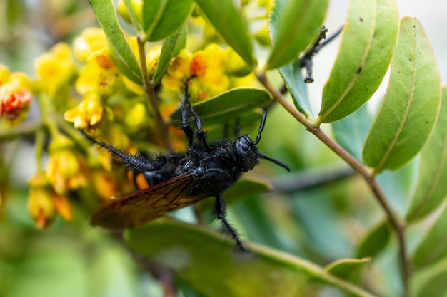 Close-up van een bij die nectar verzamelt en stuifmeelwesp verspreidt