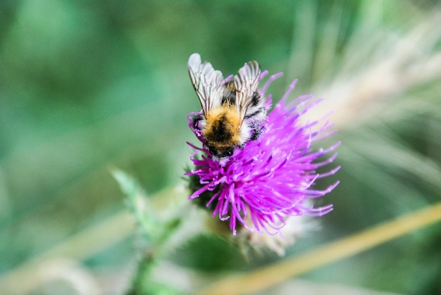 Close-up van een bij die op distel bestuift