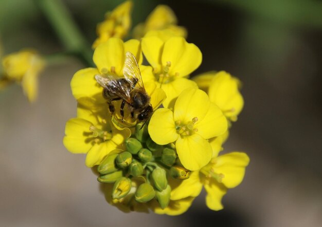 Foto close-up van een bij die op een bloem bestuift