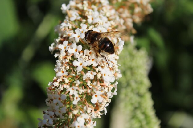 Foto close-up van een bij die op een bloem bestuift