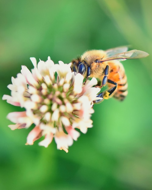 Close-up van een bij die op een bloem bestuift