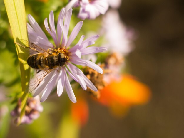 Foto close-up van een bij die op een bloem bestuift