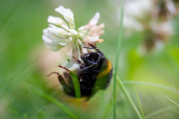 Foto close-up van een bij die op een bloem bestuift