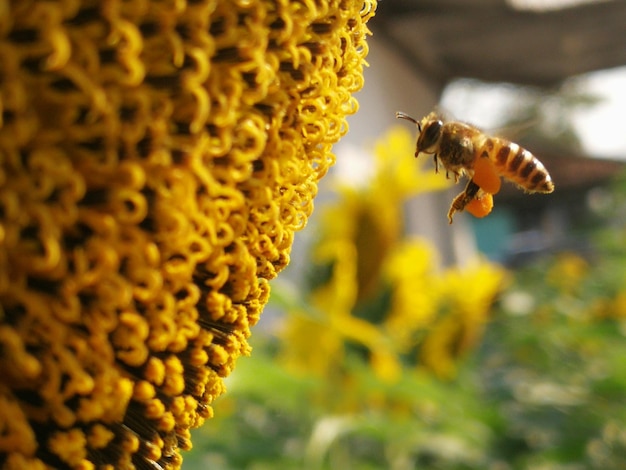 Close-up van een bij die op een bloem bestuift