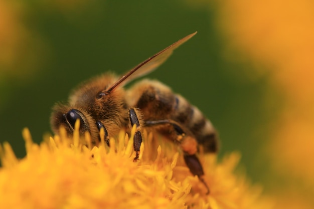 Close-up van een bij die op een bloem bestuift