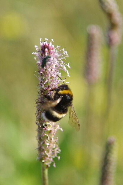 Foto close-up van een bij die op een bloem bestuift