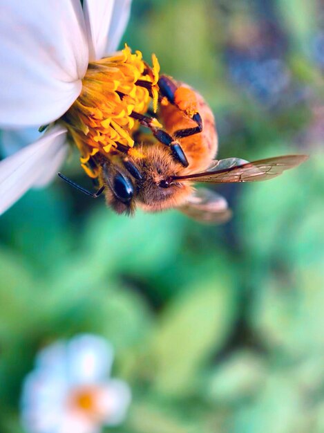 Close-up van een bij die op een bloem bestuift